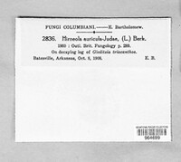 Auricularia auricula-judae image